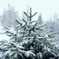 Christmas tree covered by snow