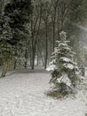 A Christmas tree covered with snow stads in a city park. Night walk in the winter snowy park. Royalty Free Stock Photo