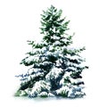 Christmas tree covered snow in winter, isolated