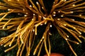 Christmas tree decorated in tropical style with golden and orange ornaments ball. Close up Royalty Free Stock Photo