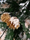 Christmas tree decoration ,Closeup pinecone cover with snow Royalty Free Stock Photo