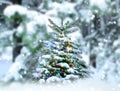 Winter wonderland  forest Christmas tree decoration  pine covered by snow Winter wonderland  forest Royalty Free Stock Photo