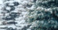 Christmas tree without decorations outdoor in park with bokeh, beautiful blue spruce snow fall. unfocused photo rasblurred Royalty Free Stock Photo