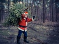 Christmas Tree Delivery. Santa Claus with real green christmas t