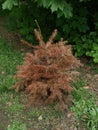 Christmas Tree Dry out after Royalty Free Stock Photo