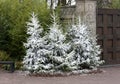 Christmas tree with fake snow