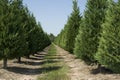 Christmas Tree Farm Royalty Free Stock Photo