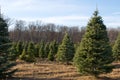 Christmas Tree Farm Royalty Free Stock Photo
