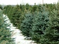 Christmas tree farm Royalty Free Stock Photo