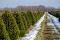 Christmas tree farm