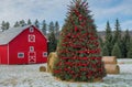 A Christmas tree farm with a red barn and hay bales in the background, Generated AI Royalty Free Stock Photo
