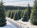 A Christmas tree farm with rows of trees and snow-covered fields in the background, Generated AI Royalty Free Stock Photo