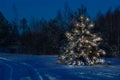 Christmas tree in the forest clearly stands out against .