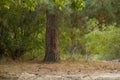 Christmas tree in the forest in ukraine in summer