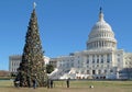 Christmas tree in front of United States Capitol Building in Washington DC, USA. Royalty Free Stock Photo