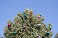 Christmas tree glassy ball on blue sky background