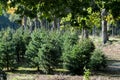 Christmas tree plantation in the Netherlands, nordmann fir ready