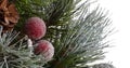 Christmas tree. Green pine twigs covered with snow and decorated with red berries and a cone. Close up shot. Isolated on white Royalty Free Stock Photo