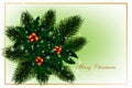 Christmas tree , holly, fir and pine branches with red berry, Winter holiday decoration, New Year label design. on a Royalty Free Stock Photo