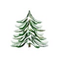 Christmas tree illustration. Isolated Christmas tree. Beautiful fluffy fir tree under snow on a white background.