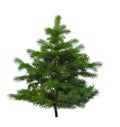 Christmas tree isolate on white background. Royalty Free Stock Photo