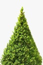 Christmas tree isolated on a white background without any decorations. Royalty Free Stock Photo