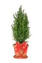 Christmas tree isolated on white. whithout shadow Royalty Free Stock Photo