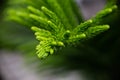 Christmas tree leaves or green pine tree leaves on focus. Concept for green background or wallpaper