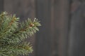 Christmas tree leaves macro photography. pine branch with snow on a winter day Royalty Free Stock Photo