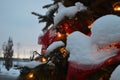 Christmas tree and lights, firs and snow Royalty Free Stock Photo