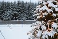 Christmas tree and lights, firs and snow Royalty Free Stock Photo
