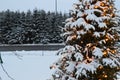 Christmas tree and lights, firs and snow Royalty Free Stock Photo