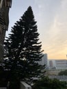 Christmas Tree located in urban area, Hong Kong