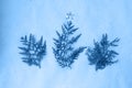 Christmas tree made of thuja branches star on rustic background in classic blue trendy color of the year 2020 Royalty Free Stock Photo