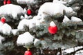 Christmas tree outdoors. Christmas tree covered with snow and decorated with red balls and stars Royalty Free Stock Photo