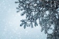 Christmas tree pine branch and snowfall on sky background.