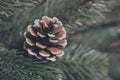 Christmas tree with pine cone decoration embellish