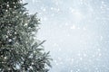 Christmas tree pine or fir with snowfall on sky background in winter.