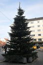 Christmas tree places at christiasnhavn torv in capital