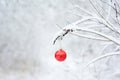 Christmas tree red ornament, shiny Christmas bauble, ball, sphere hanging on a tree branch covered with white snow with a blurred Royalty Free Stock Photo