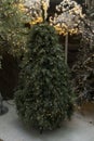 Christmas tree for sale with artificial decoration of non-real organic and realistic pine