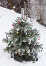 Christmas tree with snow, decoration christmas colorful balls in the garden outdoors