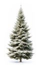 Christmas Tree in snow isolated white background