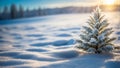 Christmas tree in the snow at sunset, winter landscape