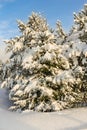 Christmas tree in the snow.