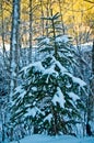 Christmas tree in the snow in the woods Royalty Free Stock Photo