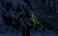 Christmas tree snowy woods New Year`s decorations Illumination branches forest night Royalty Free Stock Photo