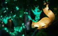 squirrel illumination