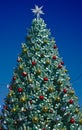 Christmas tree with star on top Royalty Free Stock Photo