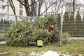 A Christmas tree thrown out into the street after the holidays